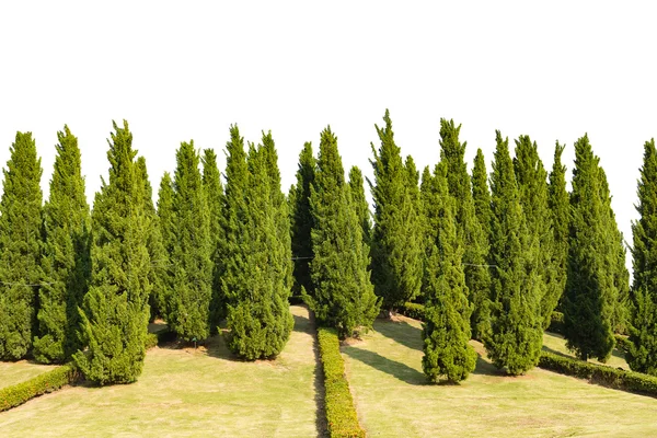 Zahrada stromů borovice izolovaných na bílém pozadí — Stock fotografie