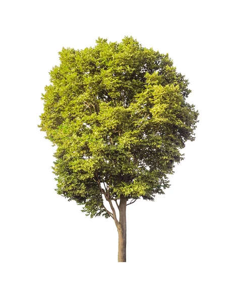 Zelený strom izolovaný na bílém pozadí s oříznutou cestou — Stock fotografie