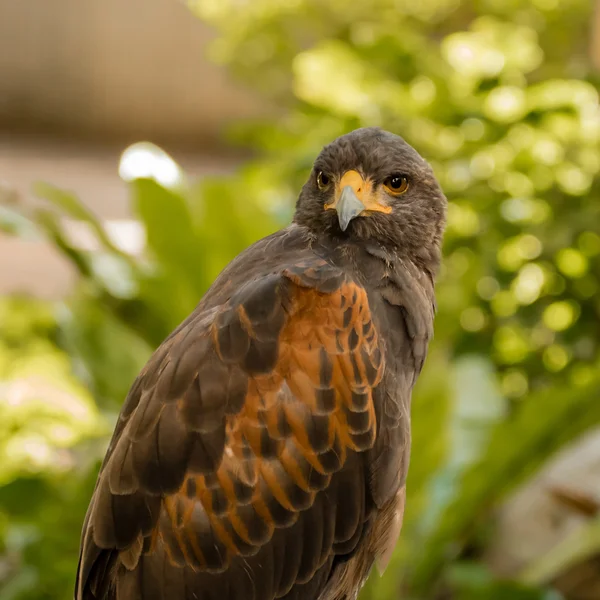 Falkenporträt im Park — Stockfoto