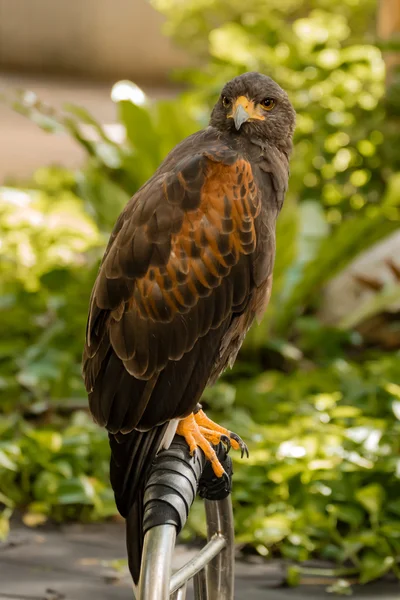 Retrato de halcón en el parque — Foto de Stock