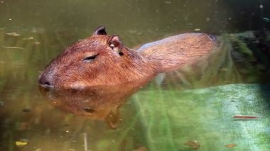 Capybara gölette yüzüyor.