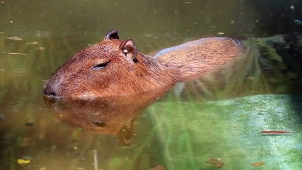 Capybara Zwemmen Vijver — Stockvideo
