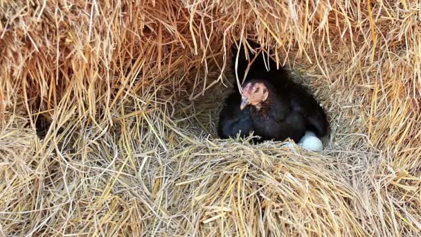 Chicken Hatching Eggs Nest Pile Straw — Stock Video