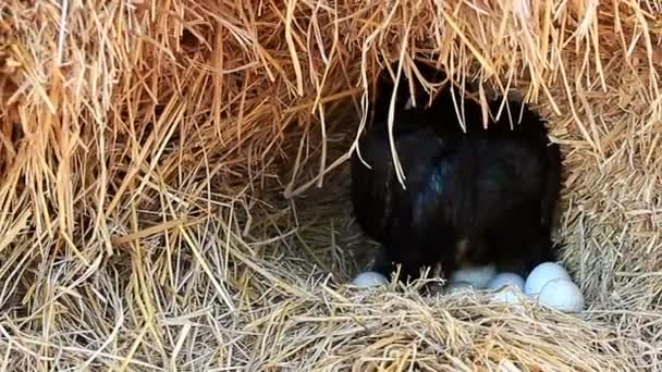 Kip Broedeieren Een Nest Een Stapel Stro Met Uitzoomtechniek — Stockvideo