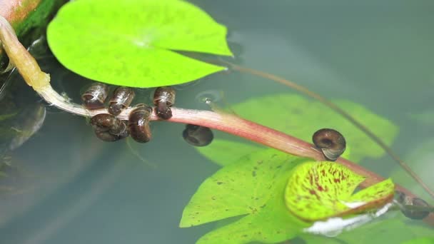 Caracol Água Doce Lagoa — Vídeo de Stock