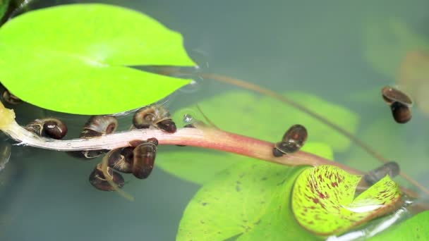 Freshwater Snail Pond — Stock Video