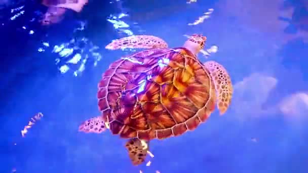 Green Sea Turtle Nadando Acuario Tank — Vídeo de stock