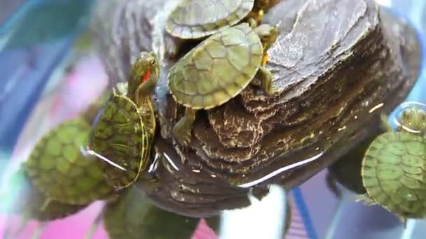 Kleine Groene Schildpad Zwemmen Klimmen Rots — Stockvideo