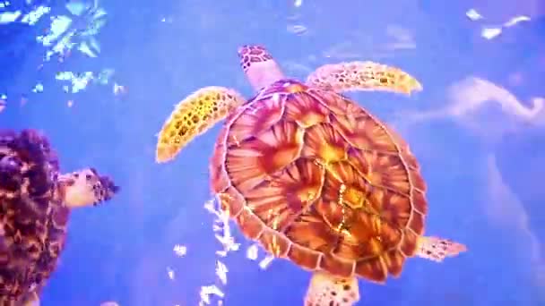 水族館でのアオウミガメの水泳タンク — ストック動画