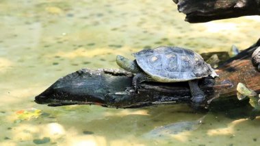 Kaplumbağa Ocadia Sinensis göldeki ağaçta