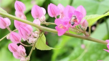 Arı çalışıyor ve çiçeğin üzerinde bal topluyor 