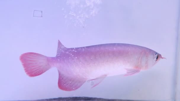 Peixe Arowana Aquário Peixes — Vídeo de Stock