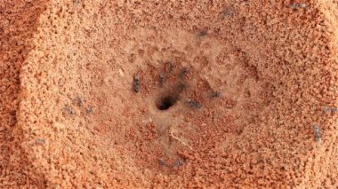 Siyah karıncalar çalışıyor.