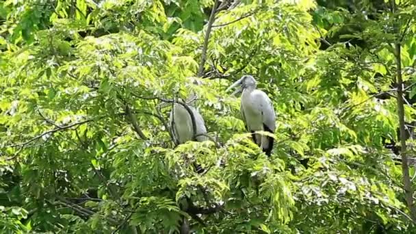 Stork Openbills Asia Beristirahat Pohon — Stok Video