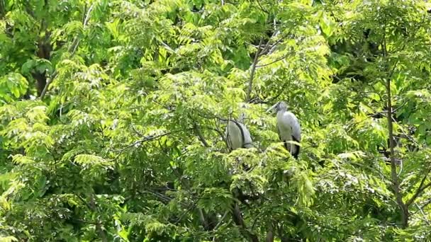 Asian Openbills Stork Resting Tree — Stock Video