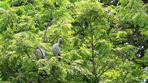 Asya Nın Açılış Faturaları Ağacın Üzerinde Dinleniyor — Stok video