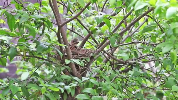 Mother Bird Feeding Her Newborn — Stock Video