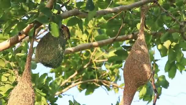 Ptáci Krásné Hnízdo Stromě — Stock video