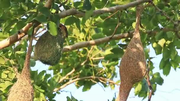 Vogels Mooi Nest Boom — Stockvideo