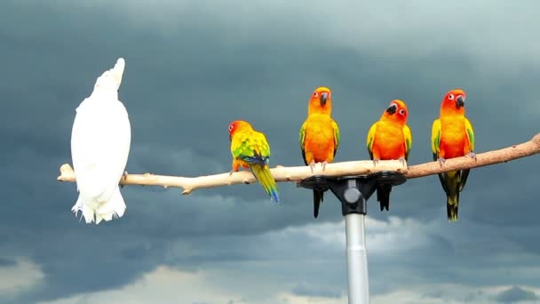 Sun Conure Parrot Cockatoo Wooden Beam — Stock Video