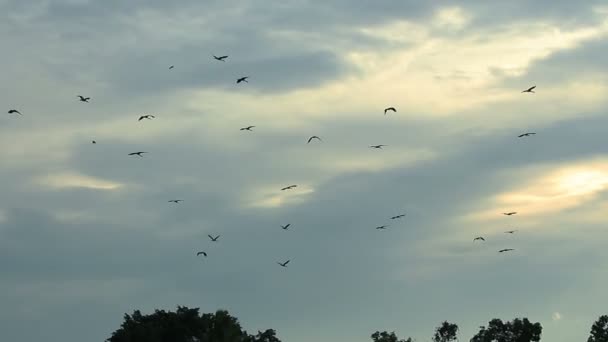 Aves Volando Regreso Casa Atardecer — Vídeos de Stock