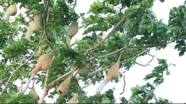 Vogels Mooi Nest Boom — Stockvideo