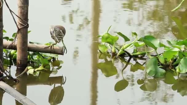 鳥は川で魚を捕まえる — ストック動画