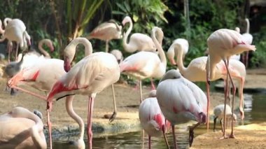 Flamingo Gölde Rahatlıyor