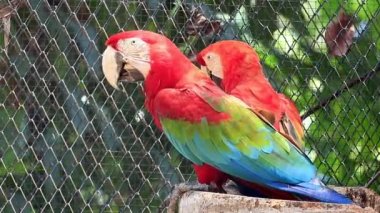 Tahta Direkte Yeşil Kanatlı Macaw