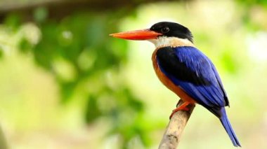 Kingfisher bir şubede kurbanı bekliyor.
