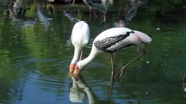 Boyalı Leylek Göl 'de yiyecek buluyor.