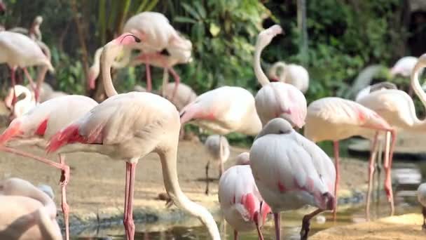 Flamingo Avslappnande Dammen — Stockvideo