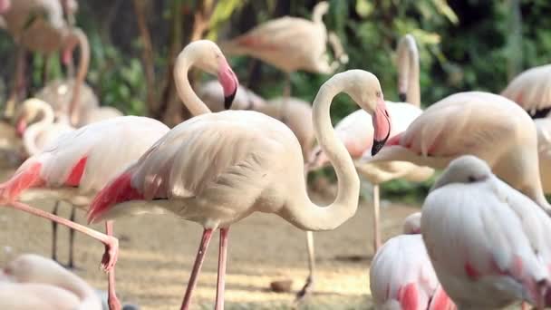 Flamingo Ontspannen Vijver — Stockvideo