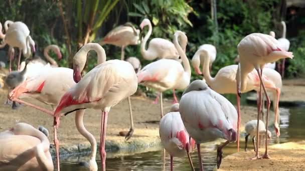 Flamingo Rilassarsi Nello Stagno — Video Stock