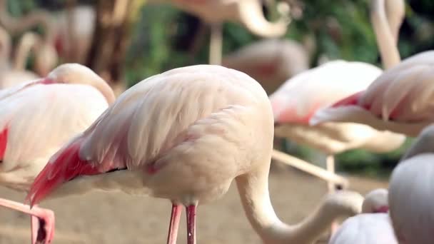 Flamingo Avslappnande Dammen — Stockvideo