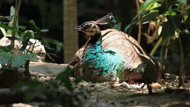 Peafowl Indio Descansando Suelo — Vídeos de Stock