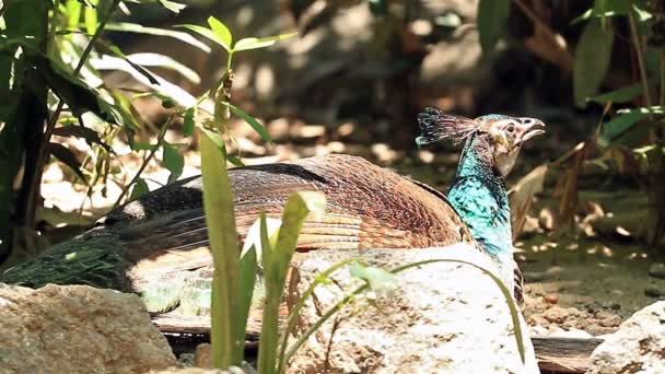 Ptaszek Indyjski Odpoczywający Ziemi — Wideo stockowe