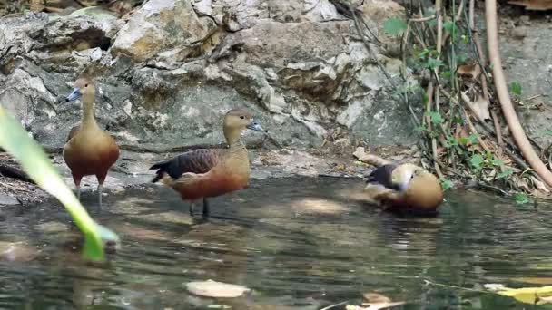 池の中のあまり口笛のアヒルの羽をPreening — ストック動画