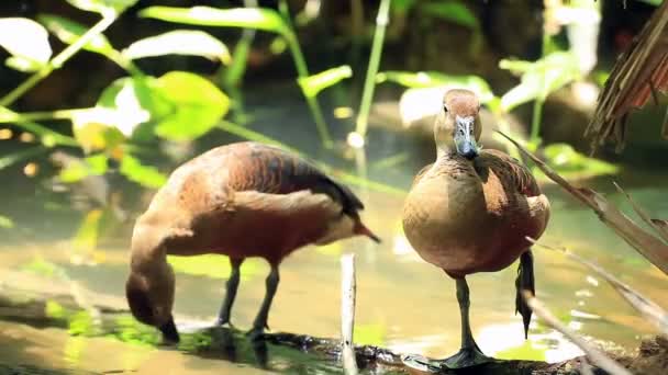 Mindre Visslande Anka Preening Feather Pond — Stockvideo