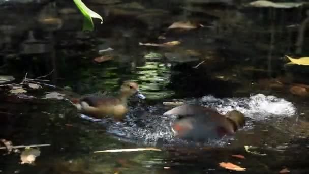 Kleine Fluitende Eendenparing Vijver — Stockvideo