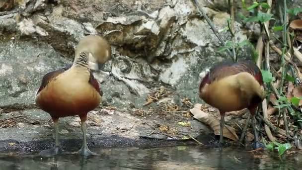 池の中のあまり口笛のアヒルの羽をPreening — ストック動画