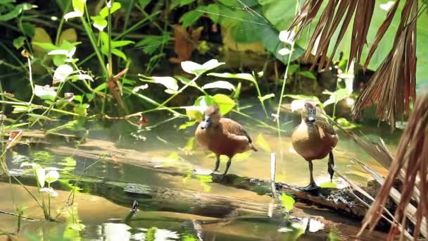 Menor Pena Prevenção Pato Assobiante Lagoa — Vídeo de Stock