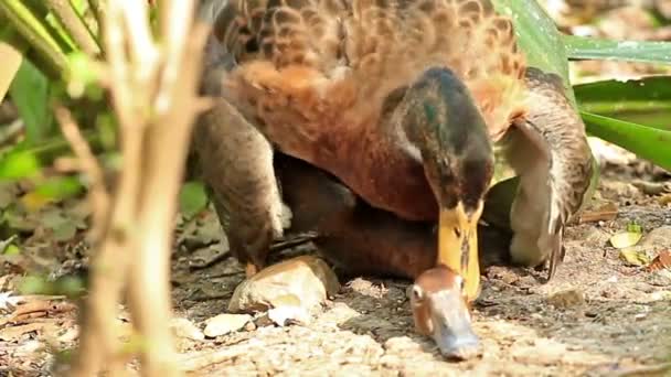 Mating Teal Bird Naturaleza — Vídeo de stock