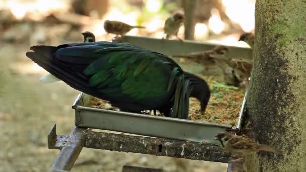 Nicobar Güvercini Tepside Besleniyor — Stok video