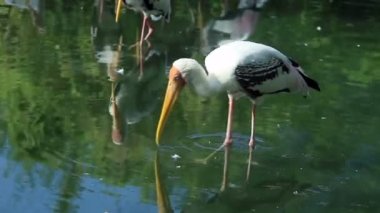 Boyalı Leylek Göl 'de yiyecek buluyor.