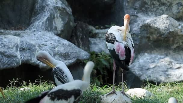 Painted Stork Relaxing Rock — Stock Video