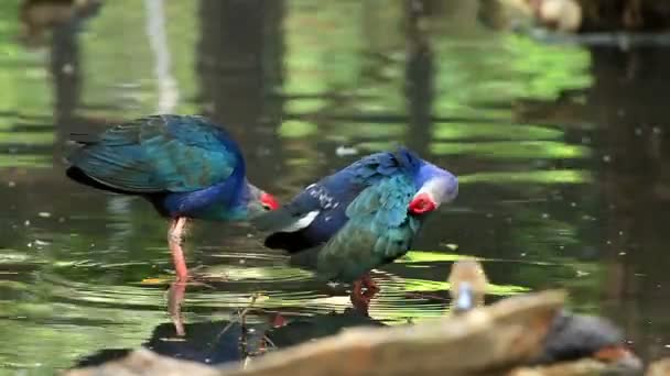 Oiseau Swamphen Violet Dans Étang — Video