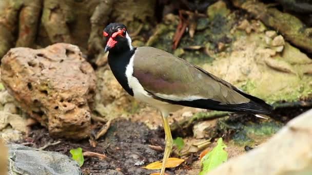 Red Wattled Lapwing Zoom Out Technique — Stock Video
