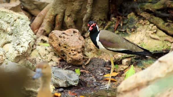 Lapwing Lado Charca — Vídeos de Stock