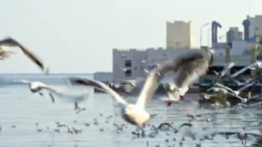 Denizin kenarında uçan martı sürüsü